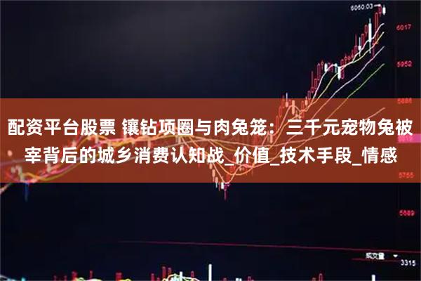 配资平台股票 镶钻项圈与肉兔笼：三千元宠物兔被宰背后的城乡消费认知战_价值_技术手段_情感
